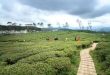 emerging opportunities exploration identified