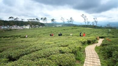 emerging opportunities exploration identified